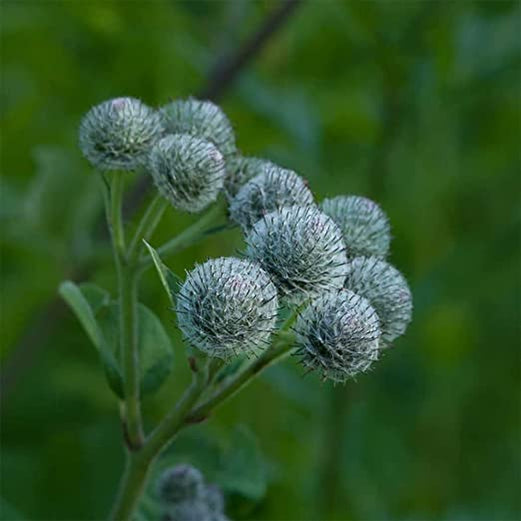 RAUSCH ORIGINAL HAIR TINCTURE 200ML